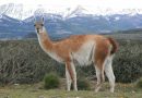 La rica fauna de San Juan en cielo, tierra y agua